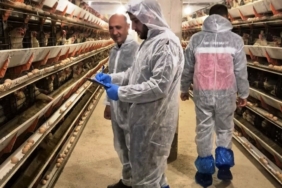 Simav’da ticari yumurtacı tavukçuluk işletmesinde ilk resmi denetim