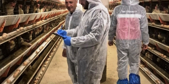 Simav’da ticari yumurtacı tavukçuluk işletmesinde ilk resmi denetim