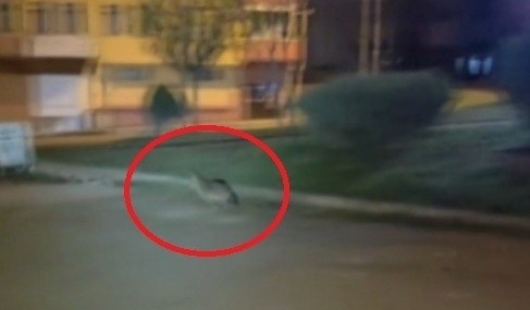 Sinop’ta aç kalan çakal şehir merkezine indi