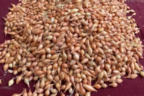 Soğan üreticilerine ‘Dikim zamanı’ uyarısı