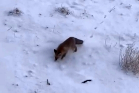 Soğuk hava tilkileri Diyadin merkezine indirdi