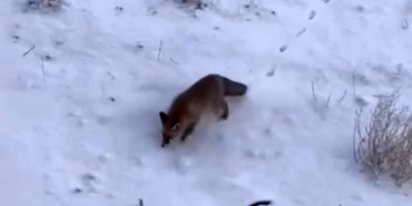 Soğuk hava tilkileri Diyadin merkezine indirdi