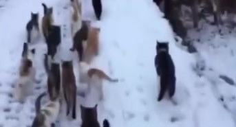 Soğuk kış günlerinde yürek ısıtan görüntüler Erzincan’dan