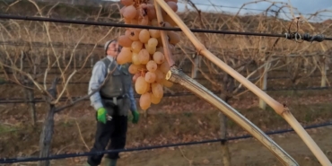 Soğukta budanan bağlardan işçilere tatlı sürpriz