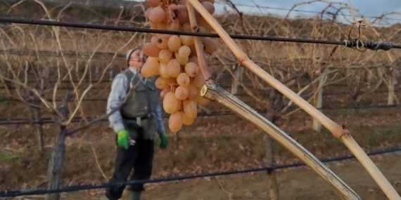 Soğukta budanan bağlardan işçilere tatlı sürpriz
