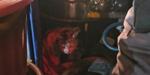 Sokak kedisine üşümesin diye kestane kazanının yanında bakıyor