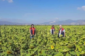 Söke’de 10 bin dekarlık alana ayçiçeği tohumu dağıtılacak
