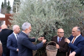 Stratonikeia’da ilk ‘Zeytin Hasat Festivali’ düzenlendi