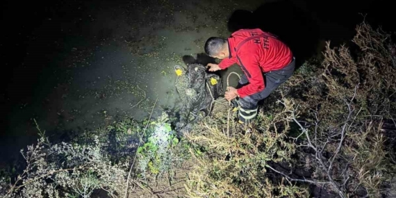 Su kanalına düşen buzağıyı itfaiye kurtardı