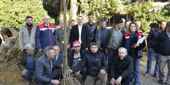 Sultanhisar’da üreticiye kestane ve incir fidesi dağıtıldı