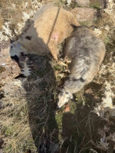 Sürüden ayrılan koyunları kurt kaptı: 28 koyun telef oldu