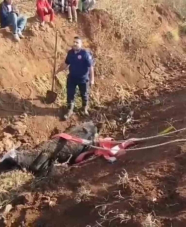 Tahliye kanalına düşen inek kurtarıldı