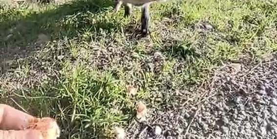 Tarihi Alan’da insanlara alışan tilki bölgenin maskotu oldu