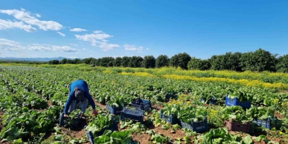 Tarım üretici fiyatlarında aylık düşüş, yıllık yükseliş