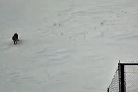 Tatvan’da kurt görüntülendi