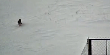 Tatvan’da kurt görüntülendi