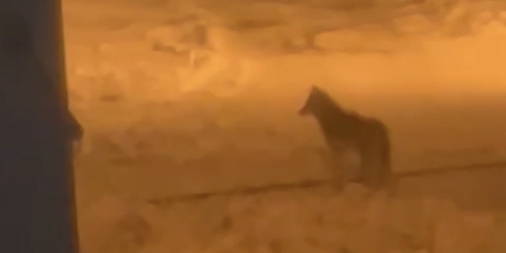 Tatvan’da şehir merkezine inen kurt görüntülendi