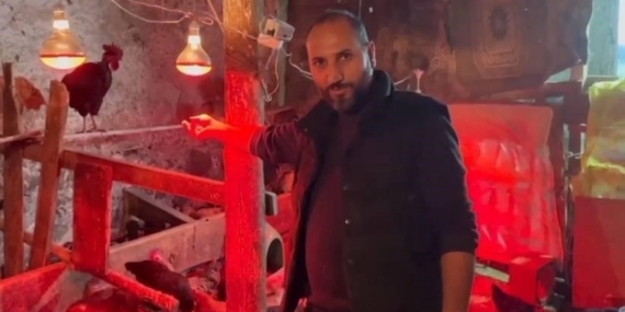 Tavuklara müzikli terapi: "Yumurta verimi arttı"