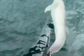 Tekirdağ açıklarında tekneye yunus eşliği