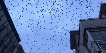 Tekirdağ semalarında kargaların görsel şöleni