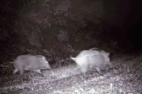 Tekirdağ’da fotokapana domuz sürüsü takıldı