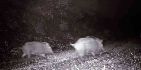 Tekirdağ’da fotokapana domuz sürüsü takıldı
