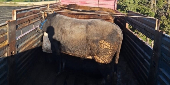 Tekirdağ’da kaçak hayvan sevkiyatına 102 bin lira ceza