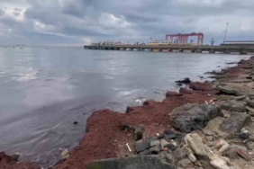 Tekirdağ’da kuvvetli rüzgar sahili kırmızı yosunla kapladı