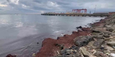 Tekirdağ’da kuvvetli rüzgar sahili kırmızı yosunla kapladı