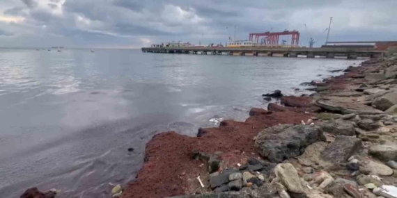 Tekirdağ’da kuvvetli rüzgar sahili kırmızı yosunla kapladı