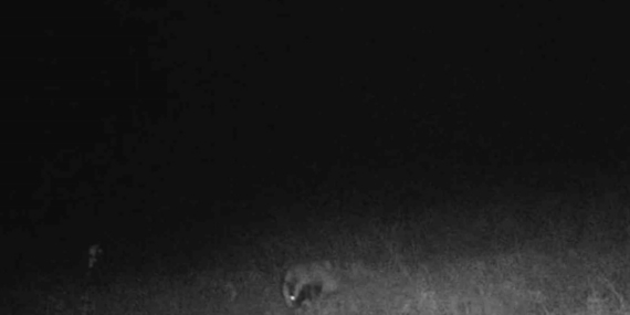 Tekirdağ’da porsuk ve kaya sansarı görüntülendi