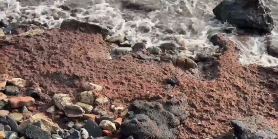 Tekirdağ’da poyraz kızıl yosun sürükledi