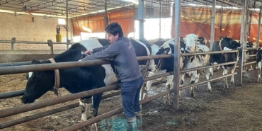 Tekirdağ’da şap aşısı çalışmaları aralıksız sürüyor