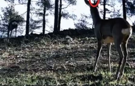 Tekirdağ’da tek boynuzlu karaca görüldü