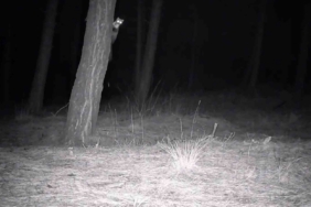 Tekirdağ’da yaban hayatı fotokapanlarla görüntülendi