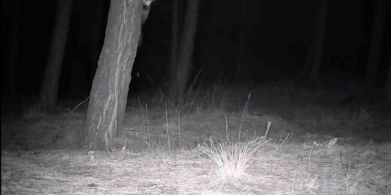 Tekirdağ’da yaban hayatı fotokapanlarla görüntülendi