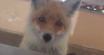 Tilki, bakımevini ziyaret etti