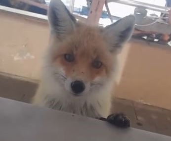 Tilki, bakımevini ziyaret etti