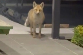 Tilki evin bahçesine girip kedi mamalarını yedi