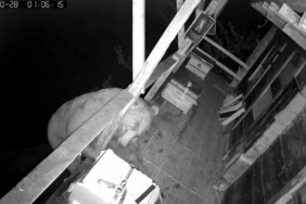 Tırmandığı balkonda kovanlardaki balı yiyen ayı kameralara yakalandı