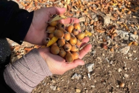 Toros Dağları’nda  gizemli hayırseverin 30 yıl önce aşıladığı meyveler bölge halkına gelir oldu