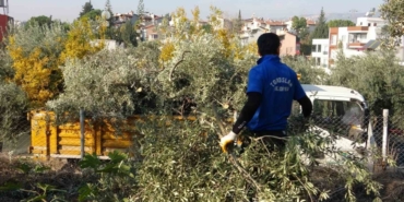 Toroslar Belediyesi zeytin ağaçlarını kesti, vatandaş tepki gösterdi