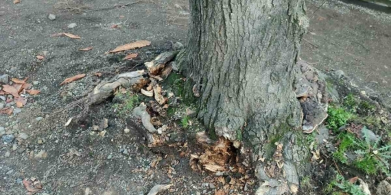 Trabzon Büyükşehir Belediyesi’nden "yeşil dokuya zarar" iddialarına yanıt