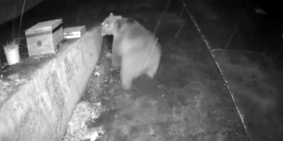 Trabzonlunun anons sistemi ayıyı korkup kaçırttı