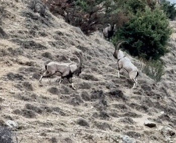 Tunceli’de tekelerin liderlik kavgası kamerada