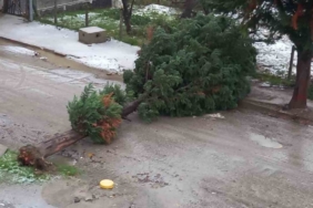 Türkeli’de fırtına ağaç devirdi, yol trafiğe kapandı