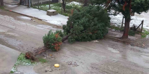 Türkeli’de fırtına ağaç devirdi, yol trafiğe kapandı