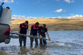 Türkiye nüfusu kadar balık deniz ve göllere bırakıldı