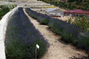 Türkiye’nin en zengin tıbbi aromatik merkezi Eskişehir’de