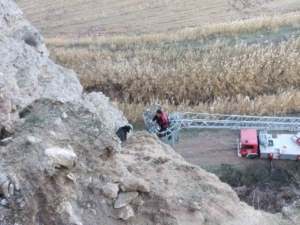 Uçurumda mahsur kalan keçileri itfaiye kurtardı